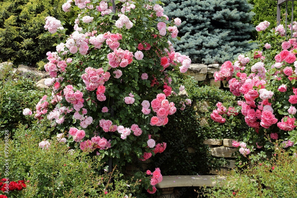 Obraz premium Różowe róże.