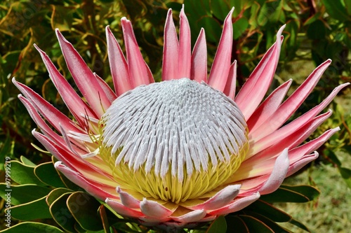 Photos King protea