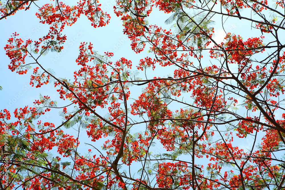 flame tree.