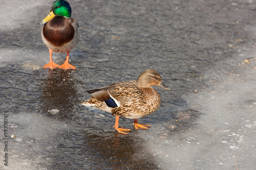 two ducks in the melting ice photo