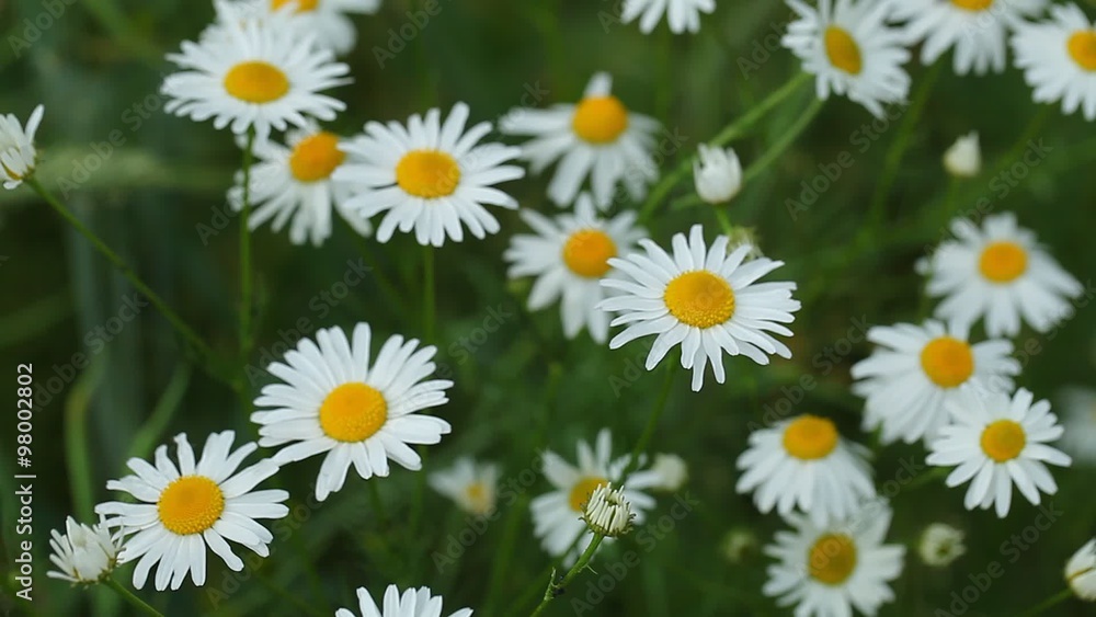 Video field with daisies Video field with daisies