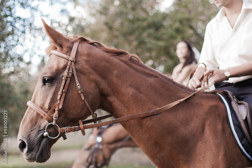 Fototapeta premium horse and rider