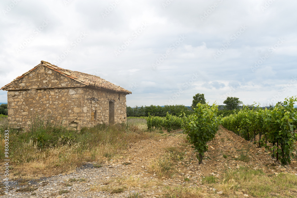 Vineyard in Languedoc-Roussillon (France) Vineyard in Languedoc-Roussillon (France)