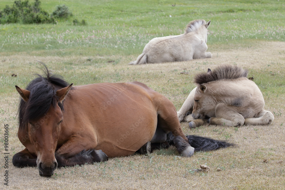 Fototapeta premium Horse and two foal lying on meadow. Yakutia. Russia.