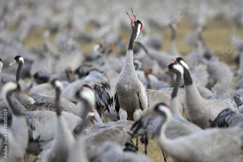 Common Crane (Grus grus), Ahula, Israel photo