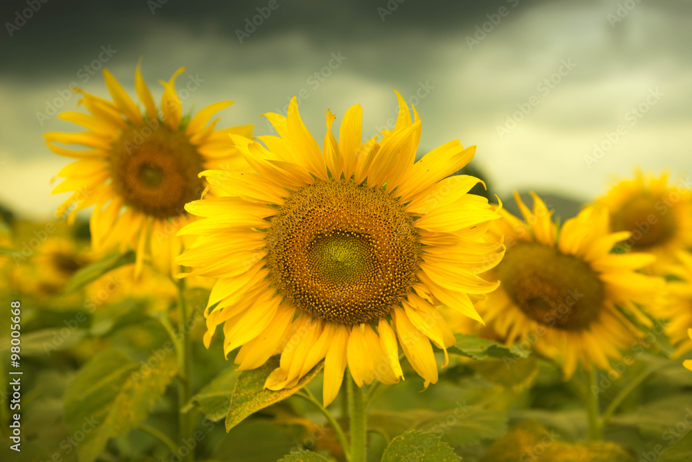 Sunflower field . Dramatic afternoon before rain coming scene. Sunflower field . Dramatic afternoon before rain coming scene.