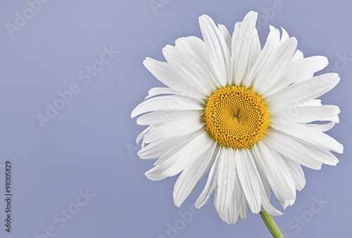 Daisy closeup on a lilac background