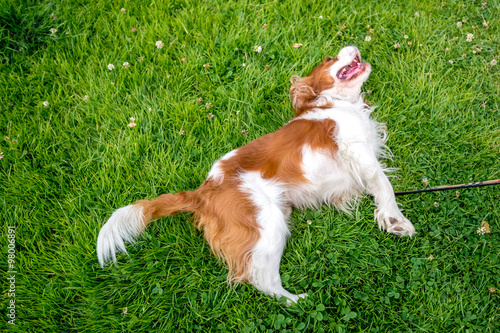 Cavalier King Charles Spaniel wälzt sich auf grüner Wiese  photo