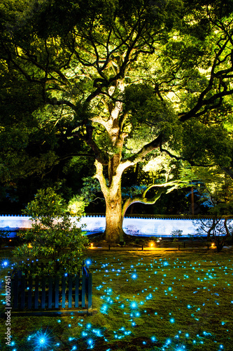 Shoren-in Temple light up 2015 Kyoto japan photo