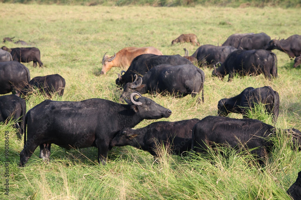 water buffalo in field. water buffalo in field.