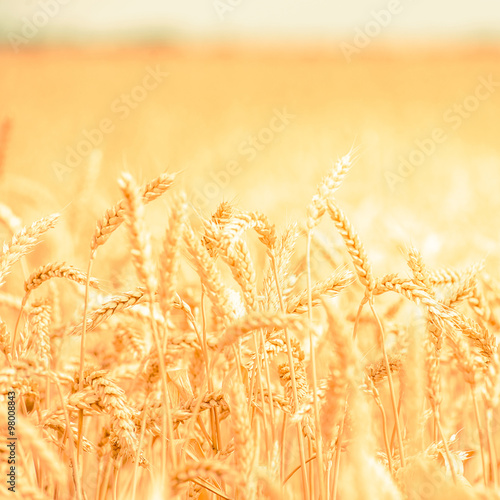 background of  yellow ears on the beautiful golden wheat field