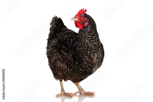 Курица породы амрокс © zarraza