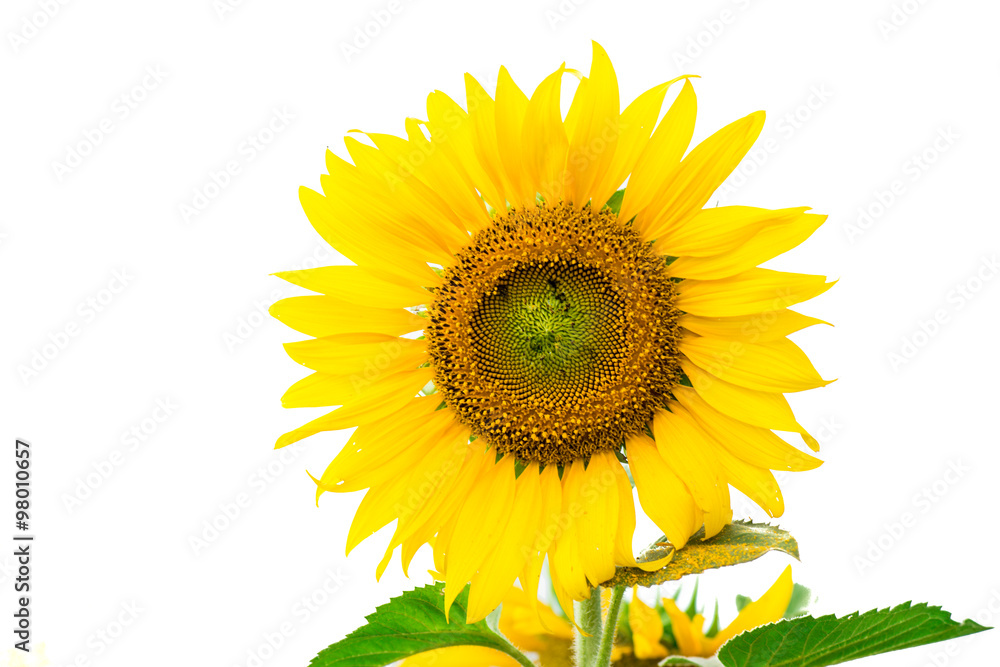 Obraz premium Yellow sunflower