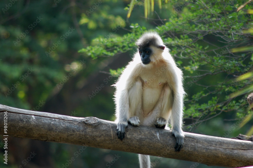 Fototapeta premium Monkey on the Tree