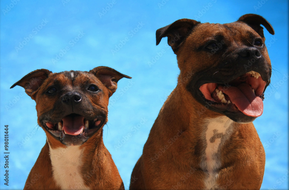 red staffrdshire bull terrier red staffrdshire bull terrier