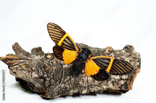 Fotografie Schmetterling Becquartina electra Thailand