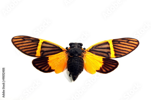 Cuadro en lienzo Schmetterling Becquartina electra Thailand