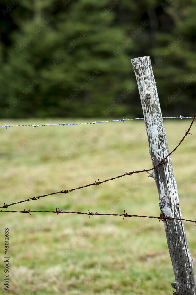 Fototapeta premium Barbed wire fence