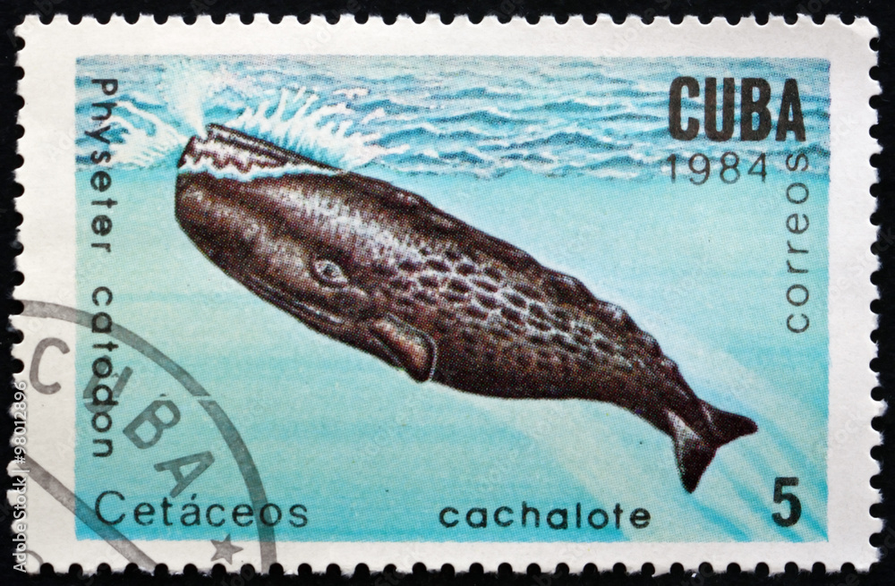 Obraz premium Postage stamp Cuba 1984 Sperm Whale, Marine Mammal