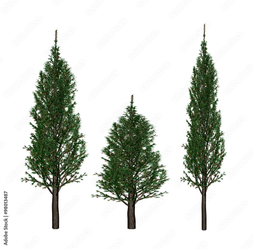 Fototapeta premium Tree