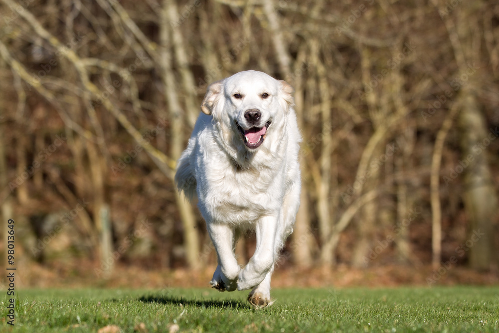Golden retriever dog running outdoors in nature Golden retriever dog running outdoors in nature