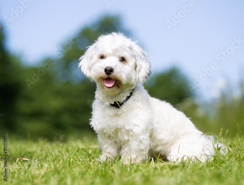 Fotografia Happy and smiling Bichon Havanese dog