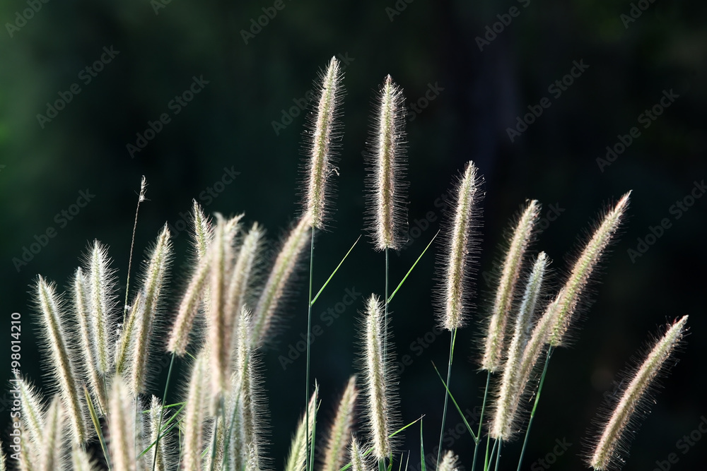 white reeds. white reeds.