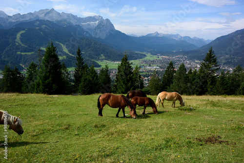 Blick vom Wank auf  Garmisch-Partenkirchen und das Wettersteingebirge mit Zugspitze © ranftl