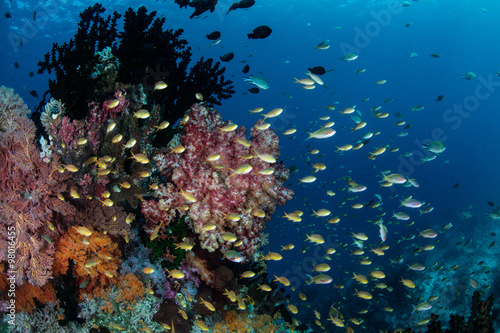 Colorful Fish and Coral Reef