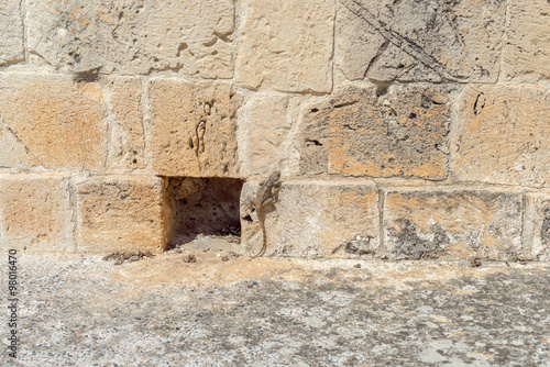 Agama lizard sits on ancient brick wall
