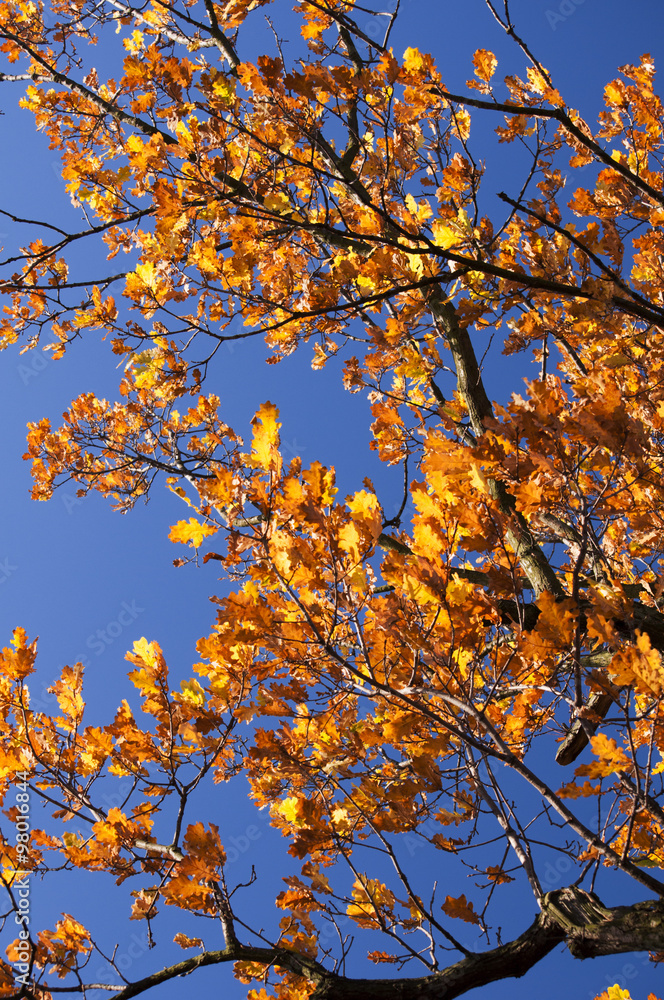 oak branch on blue sky