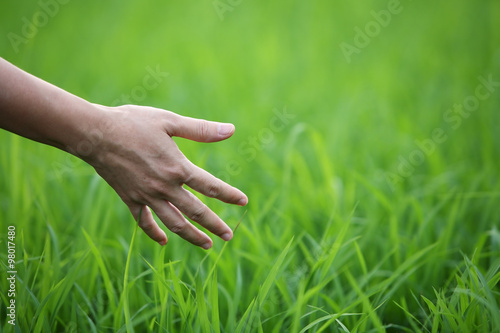 hand touching green paddy leaf. © sakhorn38