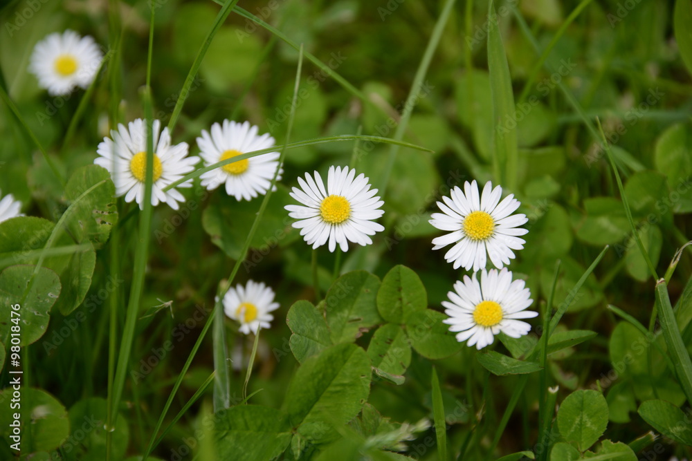 Gänseblümchen Wiese Gänseblümchen Wiese