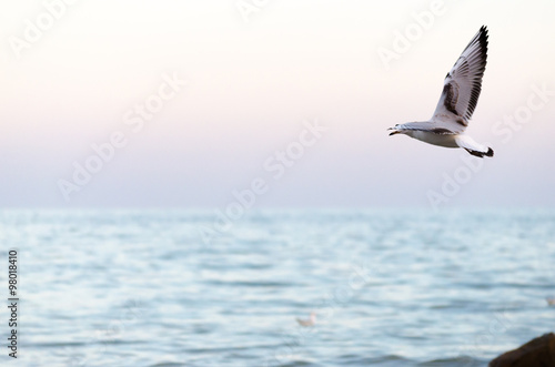 White seagull flying in the evening sky 