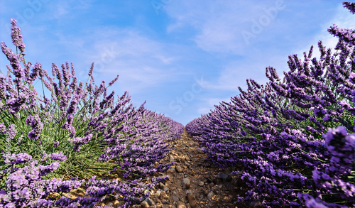 Fototapeta Naklejka Na Ścianę i Meble -  Lavender field