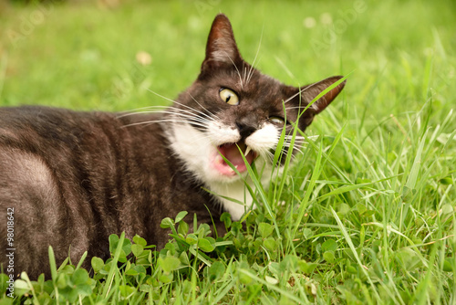 Fototapeta Naklejka Na Ścianę i Meble -  Katze frisst Gras 