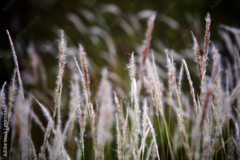 reeds flower.
