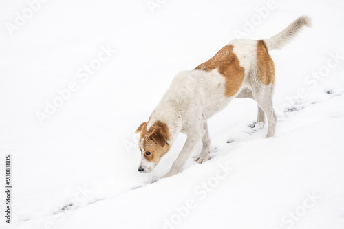 Fototapeta Naklejka Na Ścianę i Meble -  Street Dog Walking and Hounding in the Snow