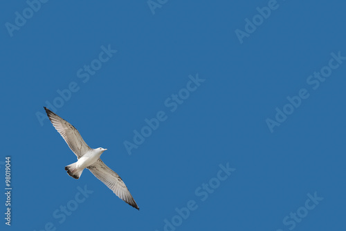 Seagull on a clear blue sky