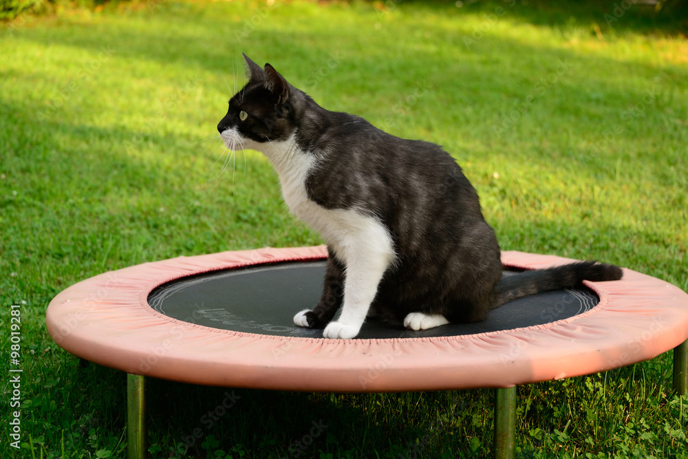 Katze auf Trampolin StockFoto Adobe Stock