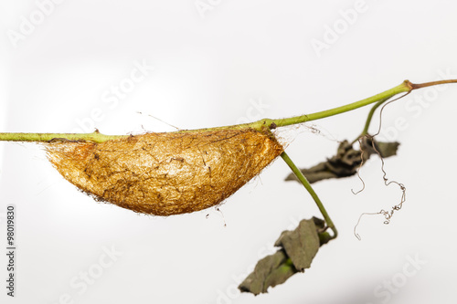 Chrysalis of Golden Emperor Moth ( Loepa sikkima ) photo