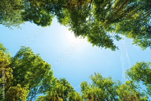The canopy of tall trees framing a clear blue sky  with the sun