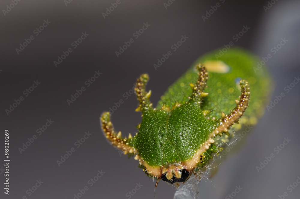 Obraz premium Face of Caterpillar Tawny Rajah butterfly