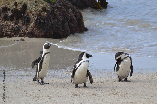 Pinguini a Boulders beach