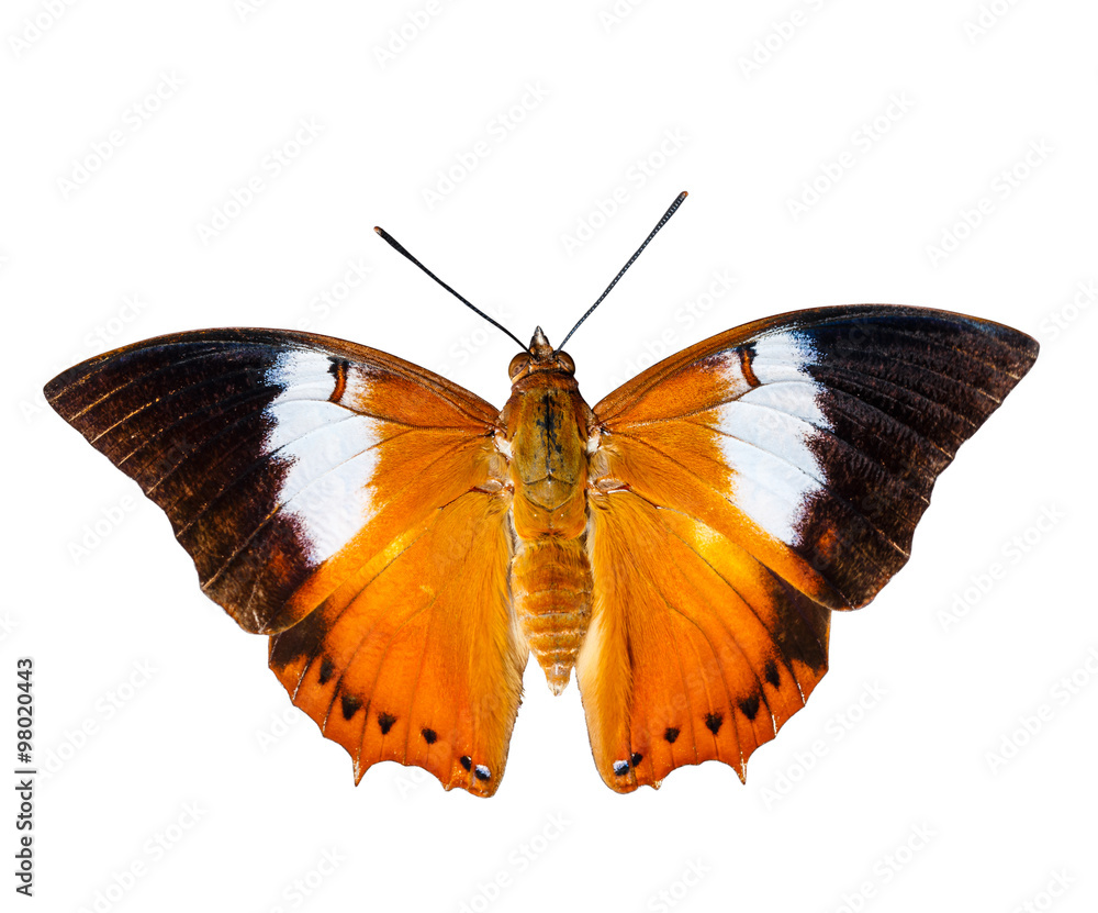 Naklejka premium Isolated Tawny Rajah butterfly on white