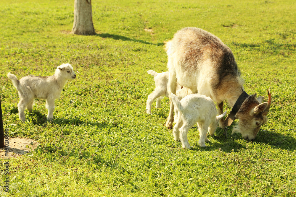 Obraz premium Young goatling with mother outdoors