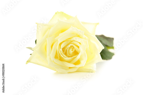 White rose isolated on a white