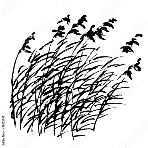 Bilde på lerret Sketch of bulrush