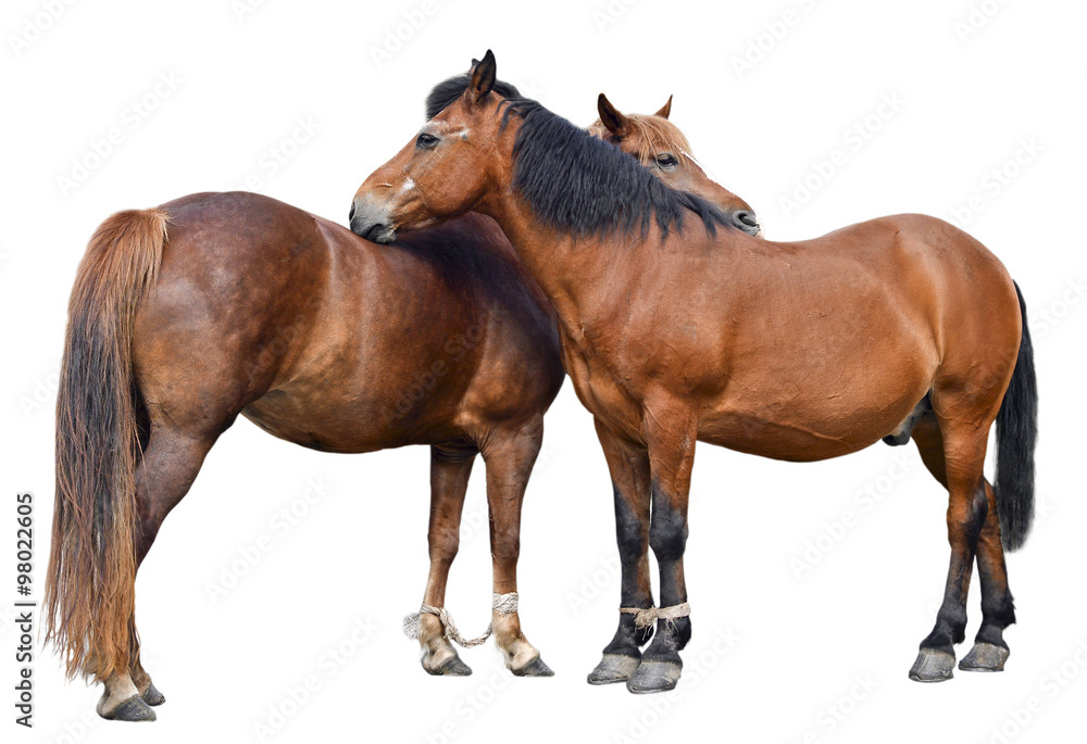 Fototapeta premium Two young horses/ Two young horses isolated on white background