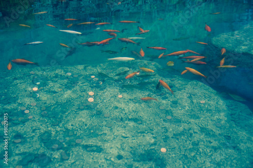 Goldfische und Geldmünzen in Teich © Martin Henke